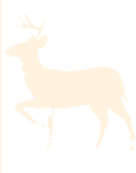 Antilope · crème