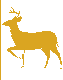Antilope · or