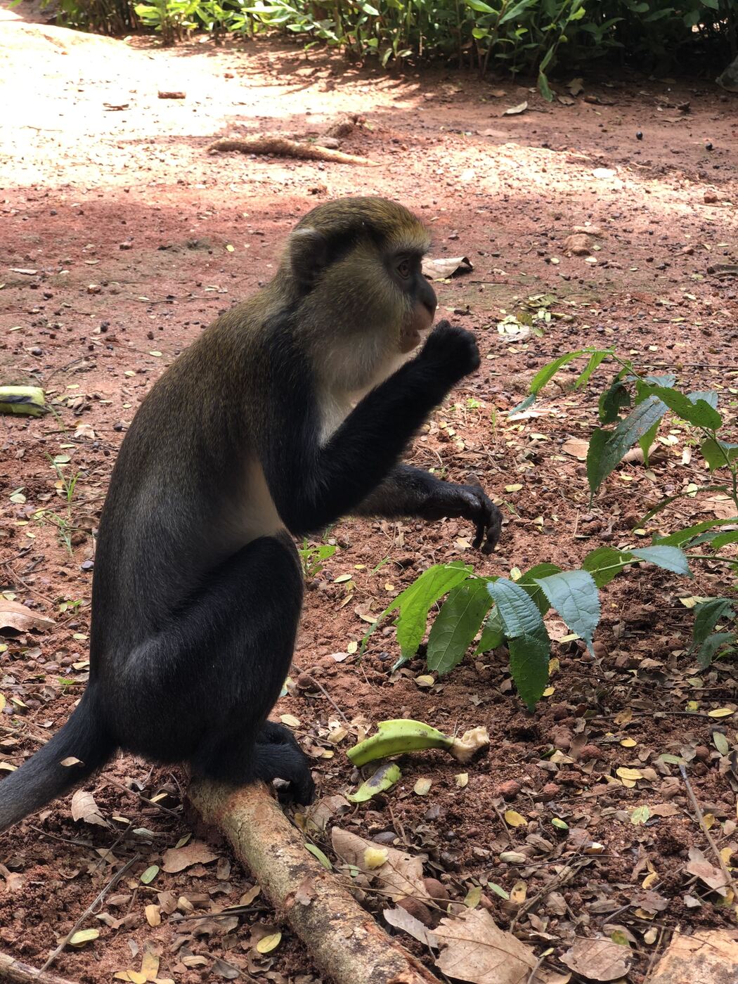 Une mone de Campbell assise sur une branche à l'orée du village de Gbétitapéa.