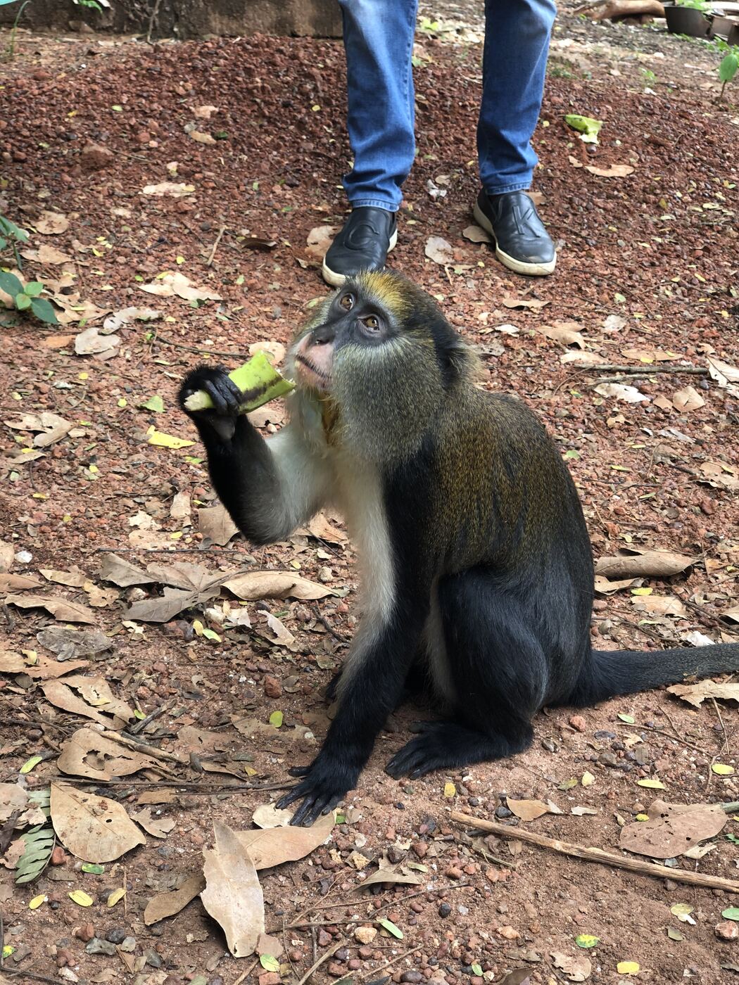 Un singe sacré de Gbétitapéa vient chercher une banane dans la main d'un visiteur.